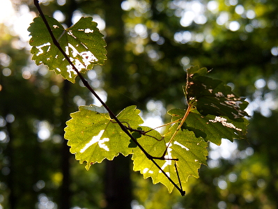 [Sections of the leaves have been eaten away creating thick lines of sunlight through the holes while the rest of the leaves are intact.]